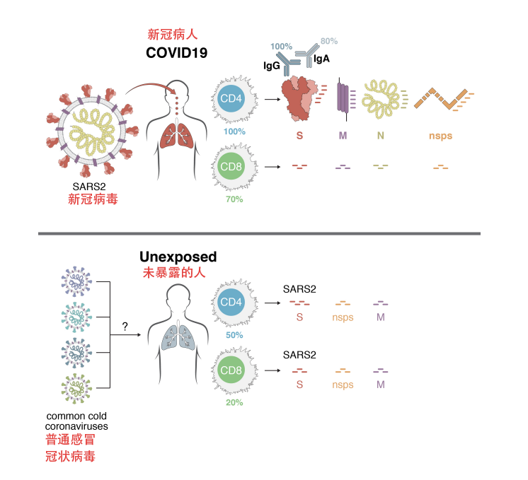 cell最新研究揭秘人體對新冠病毒免疫反應,恐影響疫苗研發方向