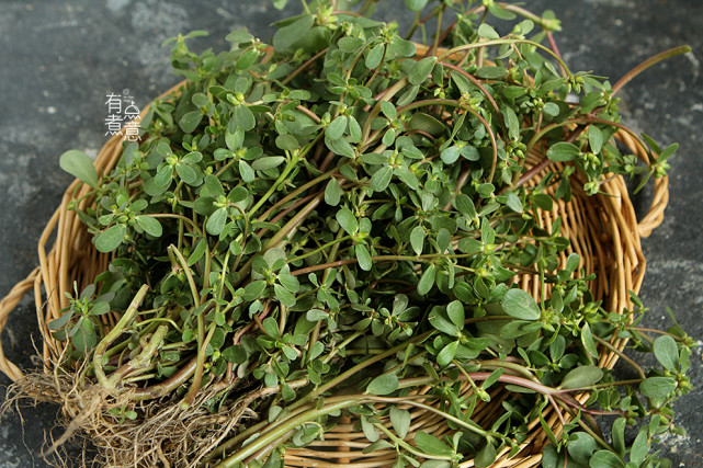 小满时节,这野菜要抓紧吃,3块钱一斤,简单一拌鲜香味美,错过可惜了