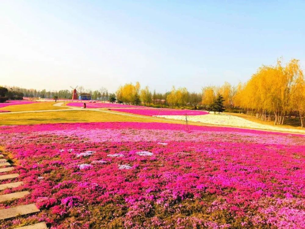 夏日"网红"打卡地,这片"花海"美爆了!