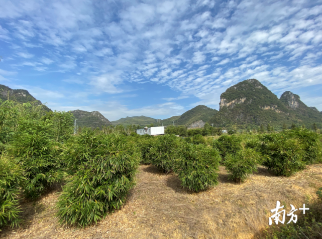 清远竹博园150多个竹子品种可赏亦可尝