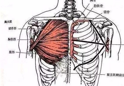 上篇文章已经讲到肌肉功能的重要性,今天就来讲一下胸大肌的训练.