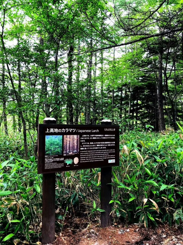 日本上高地河童桥 上高地 高山 吊桥 山峰