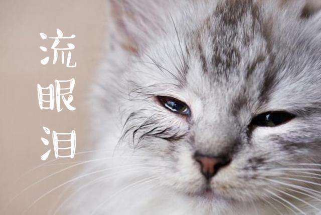 铲屎官自导自演的苦情戏:猫咪流眼泪,就是伤心的表现?