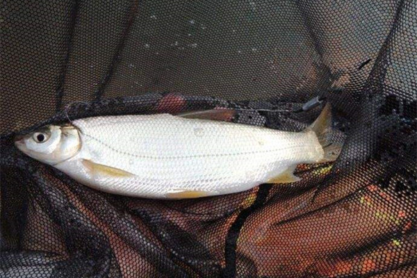 夏季手竿钓黄尾鲴,关键技巧在于调漂,调漂方法得当,鱼儿连竿上