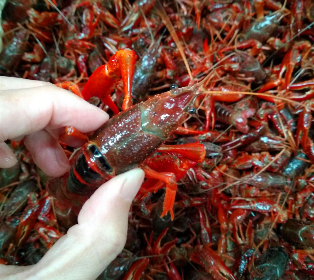 同是小龙虾青虾和红虾有啥区别养龙虾老板不愿意告诉你的真相