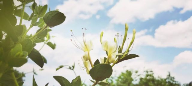 风热感冒 病毒感染 上火 中暑 怎样用金银花和甘草调理 金银花 甘草 风热感冒 上火 中暑