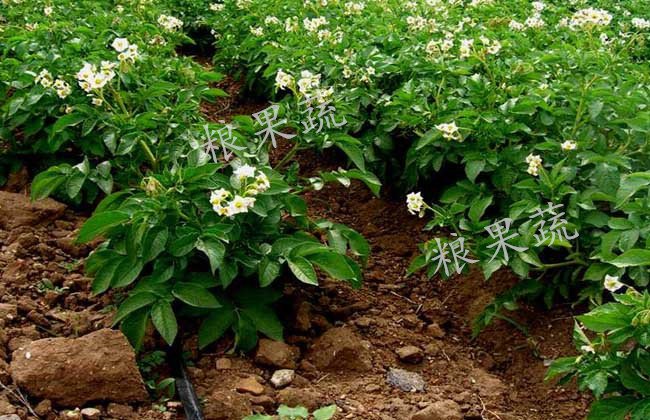 土豆栽培是种子和肥料一起撒 还是先撒肥料 腾讯新闻