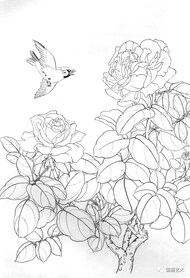 一组漂亮的白描月季画稿请收下