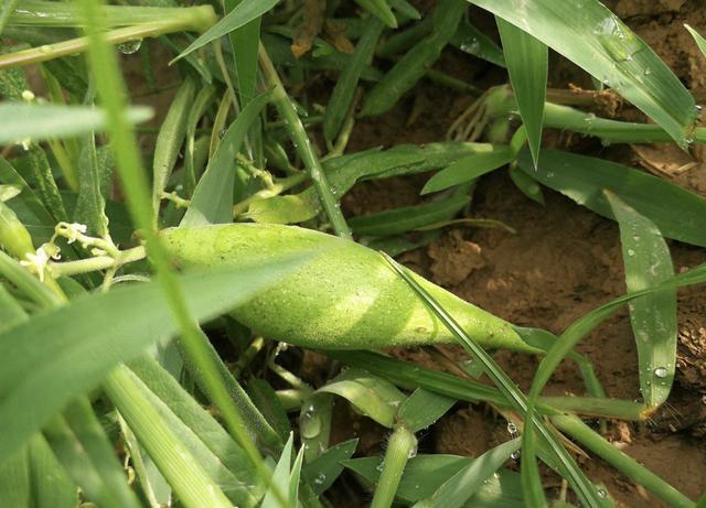 在农村,有1种绿色的"羊奶瓜",价值高,碰到要保护,珍贵