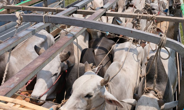 200余头缅甸准备出口中国的活牛被扣人被抓