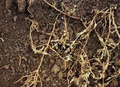 大棚根结线虫病怎么防治根结线虫怎么样防治棚菜根结线虫病怎样处理