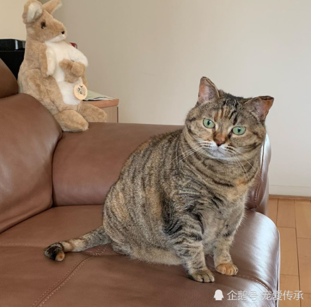 主人怀孕将猫咪弃养 如今却胖成了 海参 下巴堆了3层肉 海参 虎斑猫 弃养 猫咪 皮皮