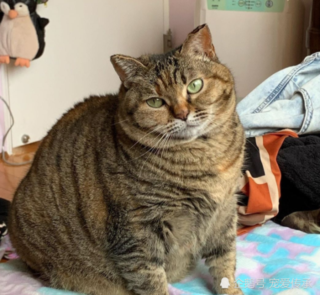 主人怀孕将猫咪弃养 如今却胖成了 海参 下巴堆了3层肉 海参 虎斑猫 弃养 猫咪 皮皮