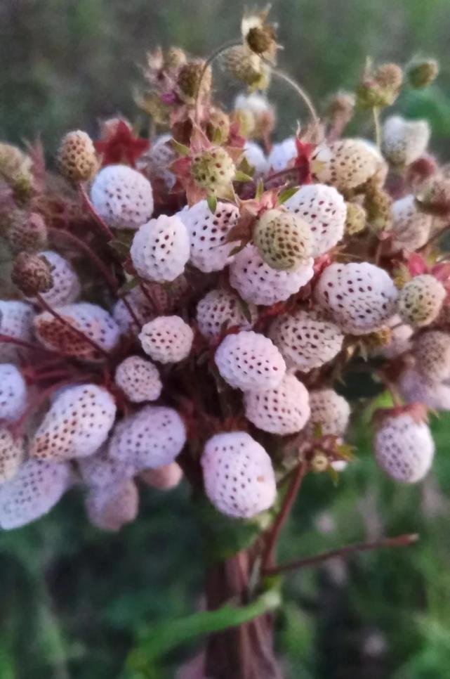 甘肃陇南16野生草莓 夏日舌尖上的美味