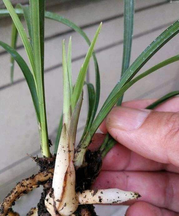 兰花茎黑腐,烂根多?夏天避开"3个错误",新芽壮,开花旺!