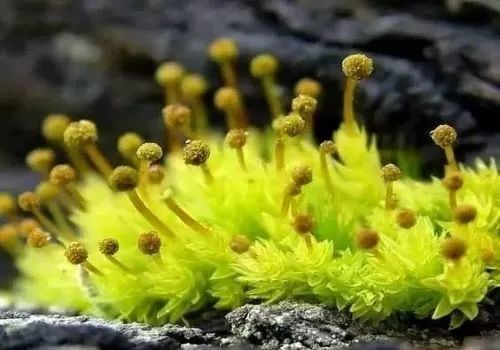 袁枚写苔花 其实有两首诗 腾讯新闻