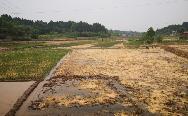 促进粮食扩种增产眉山天府新区 种养结合 让农业循环起来 南华社区 眉山天府新区 水稻种植 水稻 三岔湖