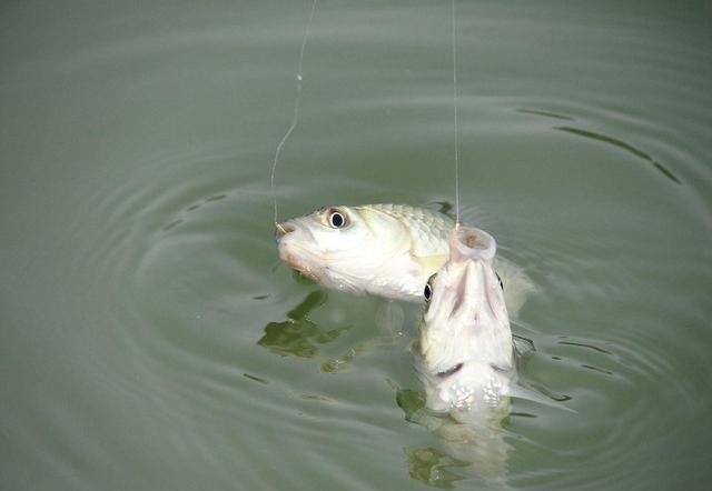 鱼儿靠什么吃饵 是靠饵料的颜色还是靠闻味道呢 嗅觉 小药 饵料 鱼类