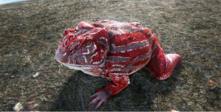 地球上体型最大的蛙类魔鬼蛙,它们豪横到会吃恐龙_腾讯新闻