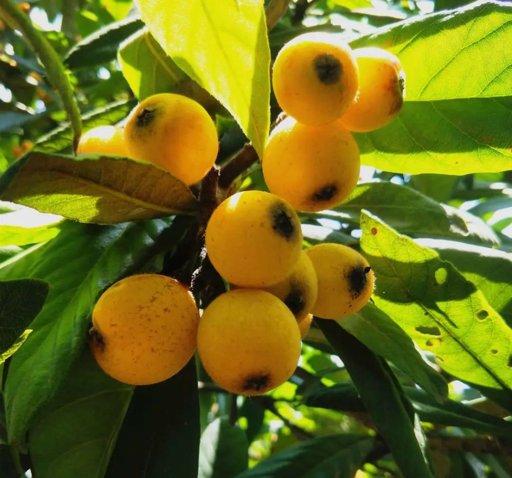 枇杷熟了!周末又双叒叕多一好去处