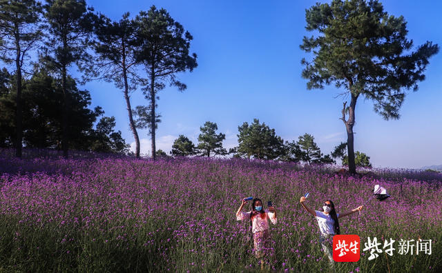 【视频】如梦如幻,句容天王镇芝樱小镇上百亩马鞭草盛放