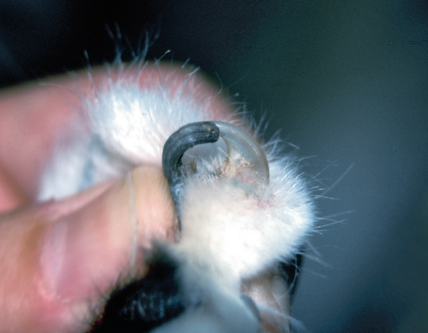 肉垫上的角质增生需要切除吗?