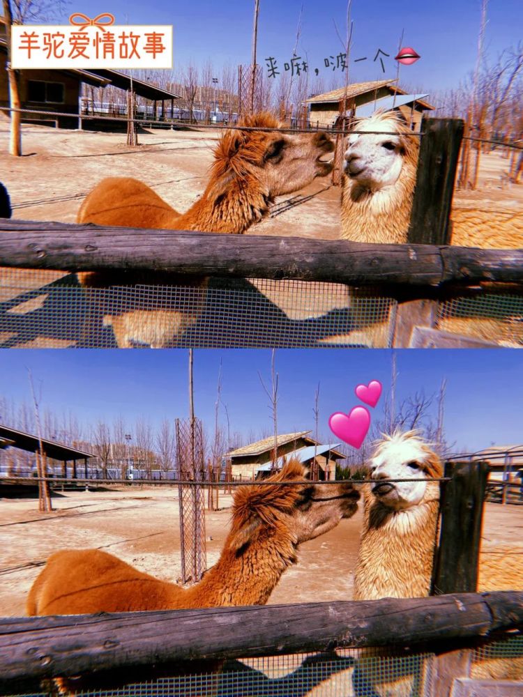 羊驼哥哥,让我亲亲你看了这么多甜蜜的动物们你是不是也心动啦快快带