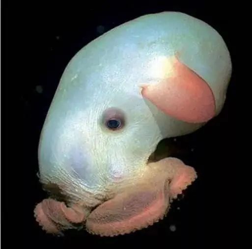 下面这些奇奇怪怪的海洋生物,你了解几个?