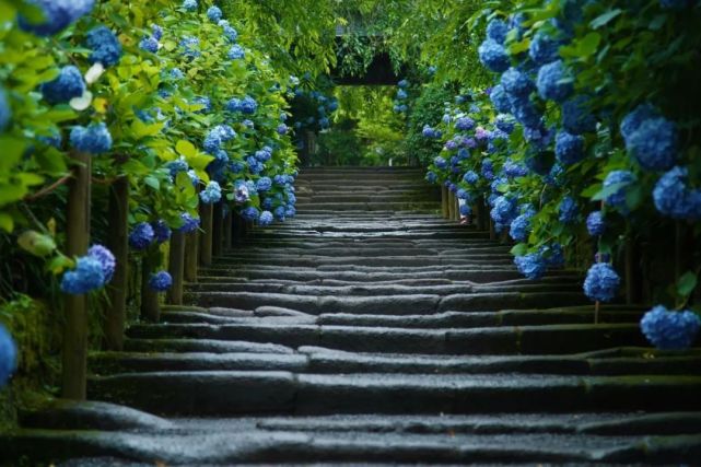 云游镰仓 六月梅雨季 紫阳花开时 镰仓市 神奈川县 极乐寺 长谷