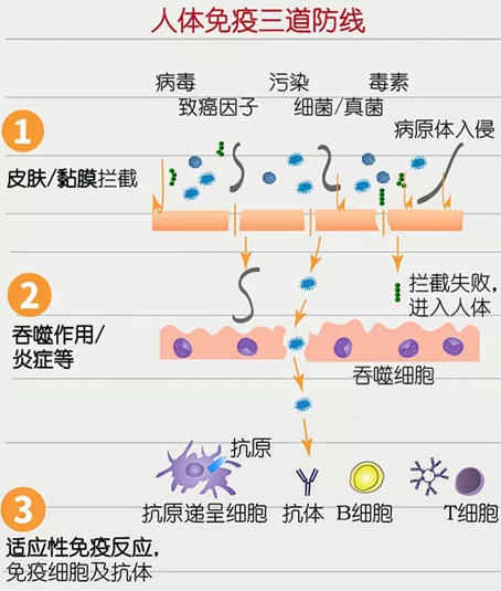 免疫对机体是 腾讯网