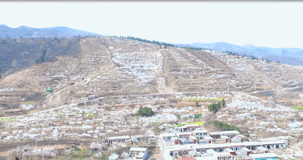 "魏"资讯"杏福"来敲门,让我们一起相约鸠山镇闵庄村