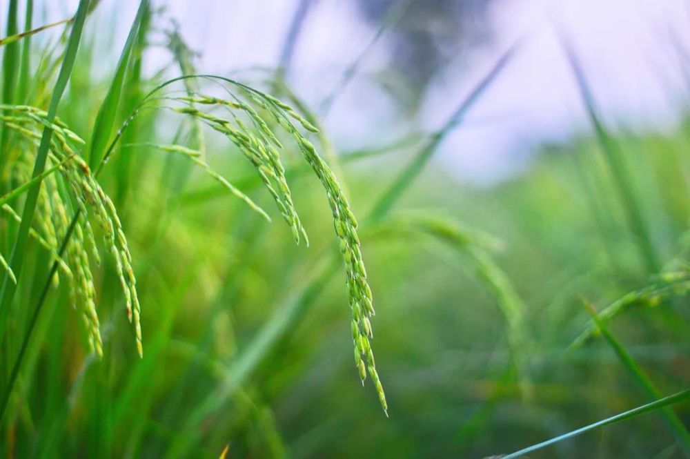 围炉开卷|小满:物至于此小得盈满._腾讯新闻