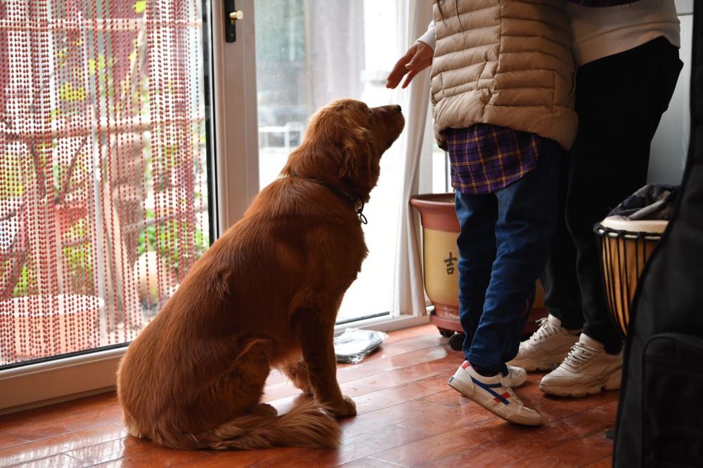 两代精神抚慰犬接力5年陪伴脑瘫儿