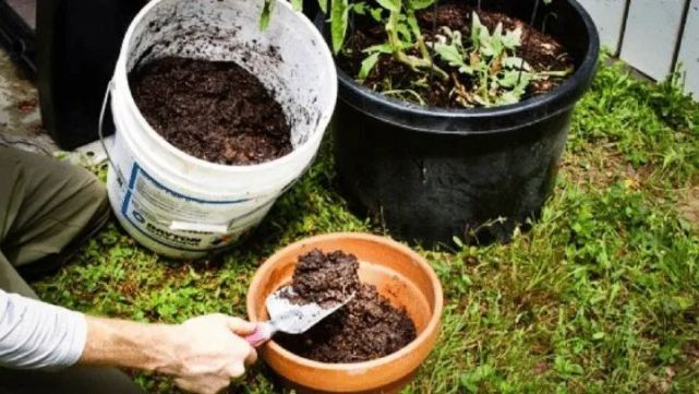 简单检测盆土干湿状况 轻松学会正确浇水 不怕将植物养死 腾讯网