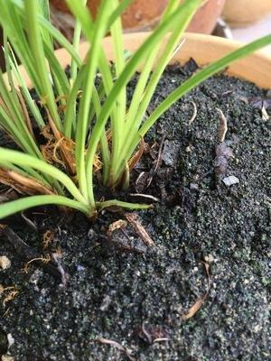 养兰花的几个小秘诀埋在土里就有养分根系饱满新叶多