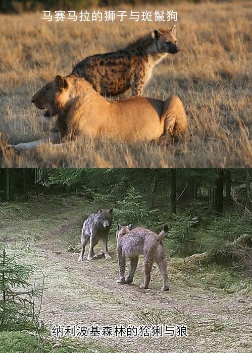 動物的種間競爭,大到東北虎捕殺狼群,小到土撥鼠掐死地松鼠_騰訊新聞