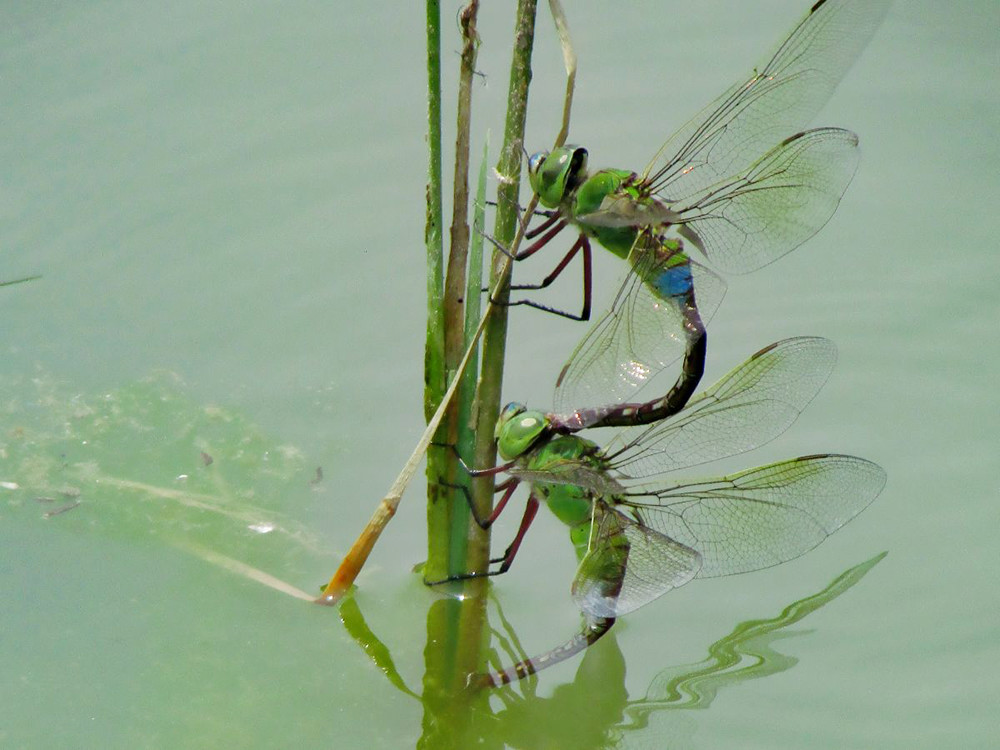农村一大益虫一年吃掉3千只蚊子如今80元一斤快被吃绝了