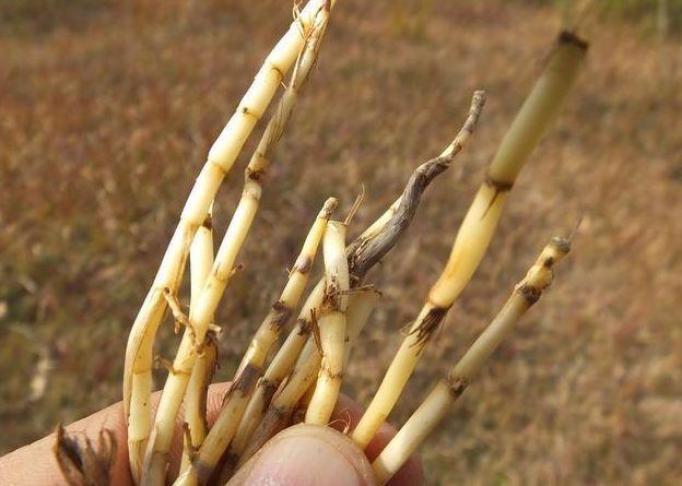 河南美味——毛毛根