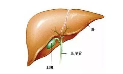 胆囊癌那些事儿