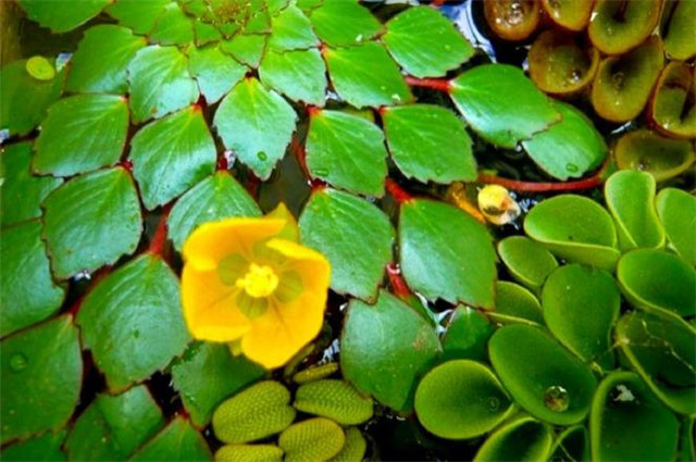 红楼读诗菱花空对雪澌澌曹雪芹说的仅仅只是香菱吗