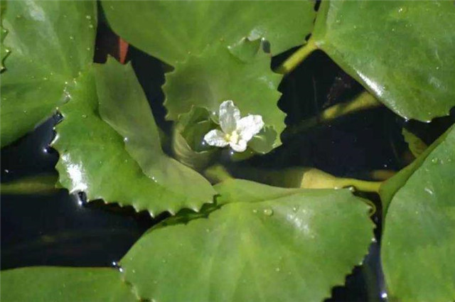 红楼读诗:菱花空对雪澌澌,曹雪芹说的仅仅只是香菱吗?