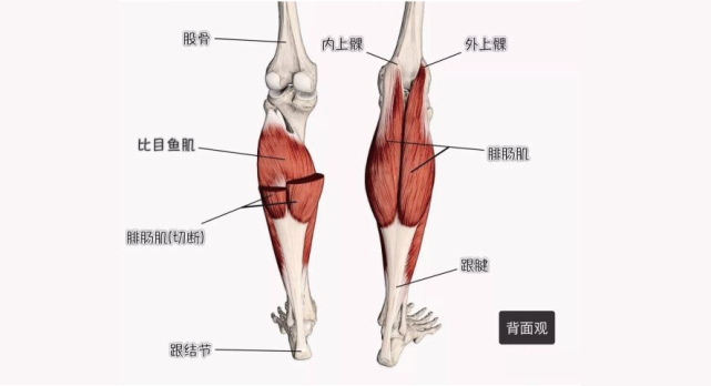 这两块肌肉的主要功能是趾屈踝关节(绷脚尖,使小腿与脚背的夹角变大
