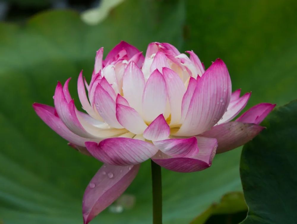 土味美食试营业芙蓉小镇再添一家农家乐