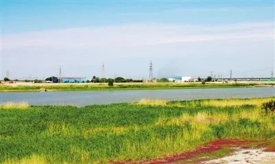 滨海新区唱响"生态经" 河湖长制见成效|滨海新区|河湖|乔柏林|北塘
