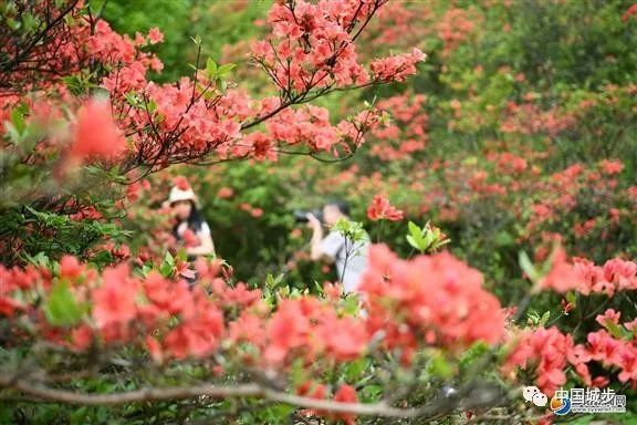 5月 城步杜鹃花延期盛开 美呆了 腾讯新闻