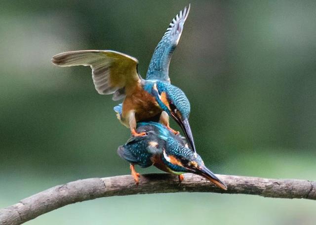 (摄于福州西湖)只因恩爱鸣情歌.侧见双鸟嬉枝头,唯有翠鸟好颜色.