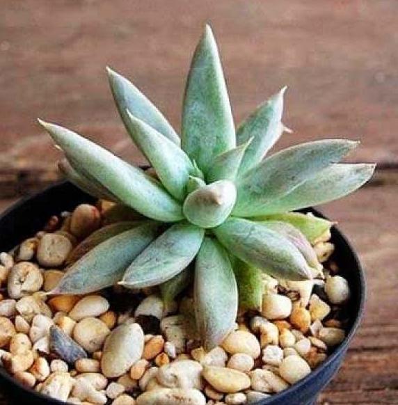 在家盆栽杜里万莲多肉夏季管理注重5点株型美叶片也肥美