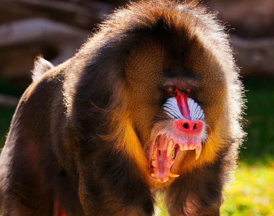 宁遇豺狼不遇山魈,被称作是鬼狒狒的它太可怕,一旦遇到只能认命!