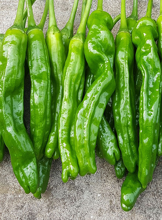 川椒种业辣椒种子批发川椒种业为您解答