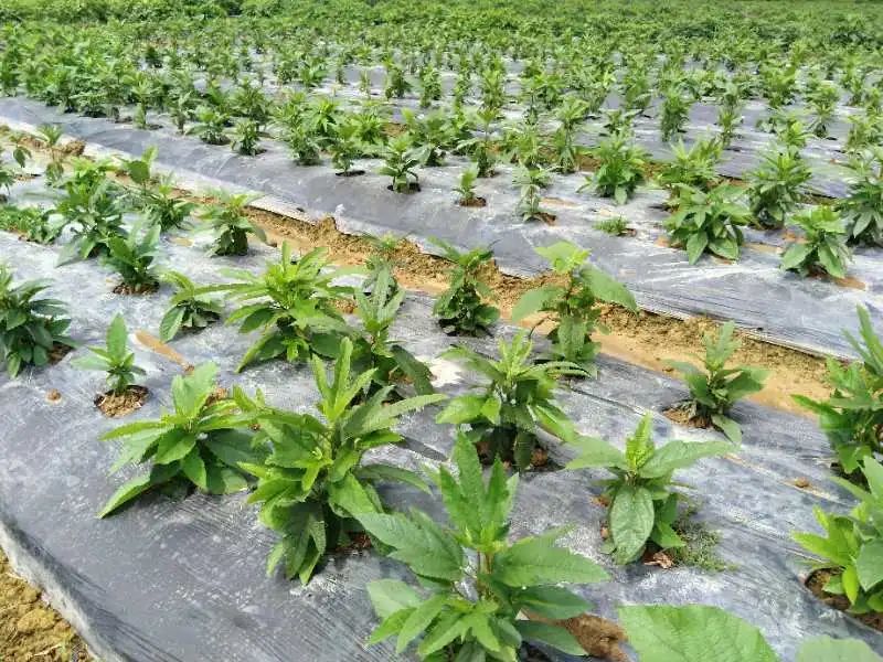 数不胜数小编想起那些美味都要流口水了大安甜品绿豆粥,去湿粥,西米露
